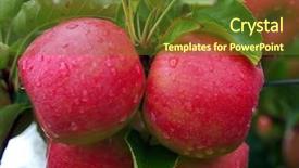  Presentation with rain water harvesting - Presentation theme enhanced with rain water harvesting - two apples on the tree background and a tawny brown colored foreground