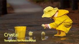  Presentation with rain water - PPT theme having rain while little chick background and a tawny brown colored foreground