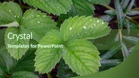 Presentation with rain water - Slides with rain with droplets of water background and a tawny brown colored foreground