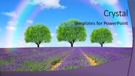  Presentation with lavender - Audience pleasing slide set consisting of rainbow above the lavender fields backdrop and a light blue colored foreground