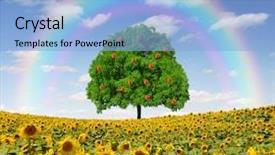  Presentation with sunflower sunflower sunflower sunflower sunflower - Slide set enhanced with rainbow above the sunflower field background and a light blue colored foreground