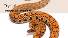  Presentation with lgbt diversity rainbow flag isolated - Presentation design with rainbow-boa-epicrates-cenchria-isolated background and a coral colored foreground