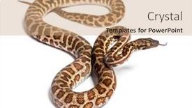  Presentation with tongue - PPT theme featuring rainbow-boa-sniffing-tongue-out background and a coral colored foreground