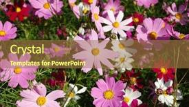  Presentation with garden - Slides enhanced with greatefull - multicoloured garden camomiles - beautiful background and a coral colored foreground