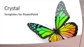  Presentation with color pink - Cool new slides with rainbow color butterfly on white backdrop and a white colored foreground