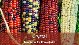  Presentation with corn - PPT theme consisting of rainbow corn background and a tawny brown colored foreground