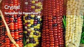  Presentation with corn - Beautiful PPT layouts featuring rainbow corn backdrop and a tawny brown colored foreground