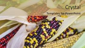  Presentation with corn - Beautiful PPT layouts featuring rainbow corn backdrop and a coral colored foreground