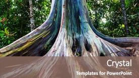  Presentation with maui - PPT layouts with rainbow eucalyptus tree in maui background and a violet colored foreground