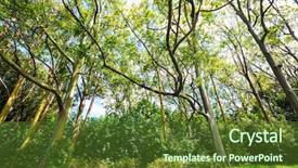  Presentation with eucalyptus - Audience pleasing theme consisting of rainbow eucalyptus tree in maui backdrop and a tawny brown colored foreground