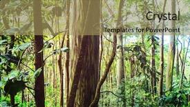  Presentation with eucalyptus - Slide deck with rainbow eucalyptus tree in maui background and a coral colored foreground
