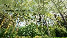  Presentation with maui - Cool new PPT layouts with rainbow-eucalyptus-tree-in-maui backdrop and a yellow colored foreground