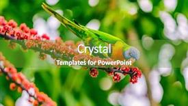  Presentation with sydney - Audience pleasing theme consisting of rainbow lorikeet bird parrot eating backdrop and a tawny brown colored foreground