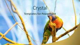  Presentation with queensland - Audience pleasing theme consisting of rainbow lorikeet or trichoglossus moluccanus backdrop and a sky blue colored foreground