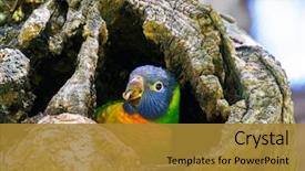  Presentation with parrot - Theme consisting of rainbow lorikeet parrot young bird background and a gold colored foreground