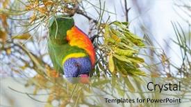  Presentation with rainbow - Colorful slide deck enhanced with rainbow lorikeet perching up side backdrop and a mint green colored foreground