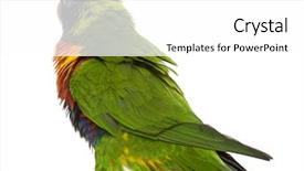  Presentation with rainbow - Beautiful PPT theme featuring rainbow lorikeet trichoglossus haematodus 3 backdrop and a white colored foreground