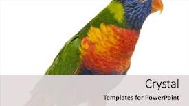  Presentation with rainbow - Amazing slide set having rainbow lorikeet trichoglossus haematodus 3 backdrop and a light gray colored foreground