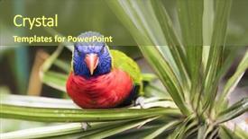  Presentation with parrot - Cool new slides with rainbow lorikeet trichoglossus haematodus is backdrop and a tawny brown colored foreground