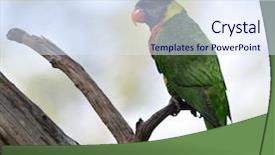  Presentation with rainbow loch - PPT layouts enhanced with rainbow lorikeet trichoglossus haematodus perching background and a sky blue colored foreground