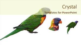  Presentation with rainbow over road - Audience pleasing PPT theme consisting of rainbow lorikeet trichoglossus haematodus set backdrop and a soft green colored foreground
