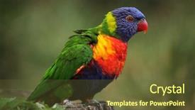  Presentation with rainbow - Slide set having rainbow lorikeet trichoglossus moluccanus wildlife background and a tawny brown colored foreground