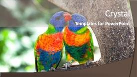  Presentation with australia - Amazing slide deck having rainbow lorikeets australia beautiful bird backdrop and a gray colored foreground