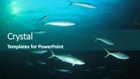  Presentation with fish tuna - Slide set featuring rainbow runner fish background and a ocean colored foreground