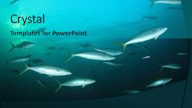  Presentation with tuna fish - Cool new slide deck with rainbow runner fish backdrop and a cyan colored foreground