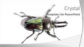  Presentation with rainbow - PPT theme enhanced with rainbow stag beetle phalacrognathus muelleri in front of white background background and a white colored foreground