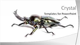  Presentation with rainbow - PPT layouts enhanced with rainbow stag beetle phalacrognathus muelleri in front of white background background and a white colored foreground