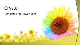  Presentation with rainbow paint - Slides featuring rainbow sunflower with petals painted background and a white colored foreground
