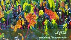  Presentation with swiss chard - Cool new presentation design with rainbow swiss chard growing backdrop and a tawny brown colored foreground