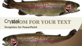  Presentation with trout - Amazing slide deck having rainbow trout aka salmon trout or oncorhynchus mykiss isolated on white with room for your text backdrop and a lemonade colored foreground