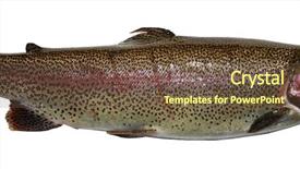  Presentation with trout - Beautiful PPT layouts featuring rainbow trout aka salmon trout or oncorhynchus mykiss isolated on white with room for your text backdrop and a tawny brown colored foreground