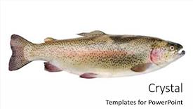  Presentation with trout - Presentation design consisting of rainbow trout fish isolated background and a white colored foreground