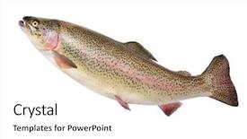  Presentation with trout - Beautiful PPT theme featuring rainbow trout fish isolated backdrop and a white colored foreground