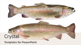  Presentation with speckles - Cool new slide set with constellation - deep space high definition star backdrop and a ocean colored foreground