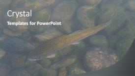  Presentation with trout - Audience pleasing PPT theme consisting of rainbow-trout-in-the-river backdrop and a gray colored foreground