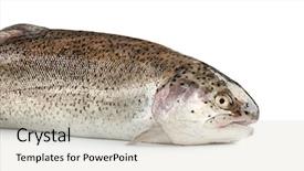  Presentation with rainbow loch - Cool new slides with rainbow trout on white background backdrop and a soft green colored foreground