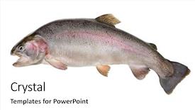  Presentation with trout - Beautiful PPT theme featuring jumping fish - rainbow trout oncorhynchus mykiss isolated backdrop and a white colored foreground