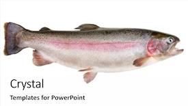  Presentation with trout - Presentation enhanced with rainbow trout oncorhynchus mykiss isolated background and a white colored foreground