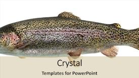  Presentation with trout - Theme consisting of rainbow trout swimming isolated background and a soft green colored foreground