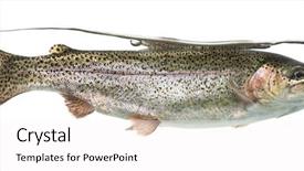  Presentation with under water - Colorful PPT theme enhanced with rainbow trout swimming under water backdrop and a white colored foreground
