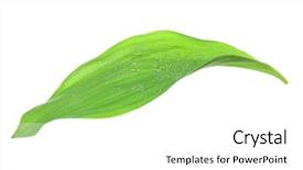  Presentation with green leaf - Slide deck with raindrop - green leaf isolated on white background and a white colored foreground