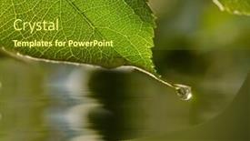  Presentation with water leaf - Audience pleasing presentation consisting of raindrop-hanging-on-leaf-tip backdrop and a tawny brown colored foreground