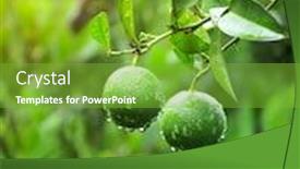  Presentation with unripe - Beautiful slide deck featuring raindrops-on-green-oranges-unripe backdrop and a seafoam green colored foreground