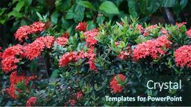  Presentation with javanese - Colorful slides enhanced with raindrops-on-petals backdrop and a tawny brown colored foreground