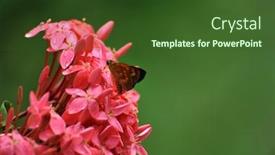  Presentation with javanese - Audience pleasing presentation design consisting of raindrops-on-petals backdrop and a tawny brown colored foreground