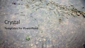  Presentation with people of los angeles - PPT layouts with rainfall flood - rare record rain in los background and a light gray colored foreground